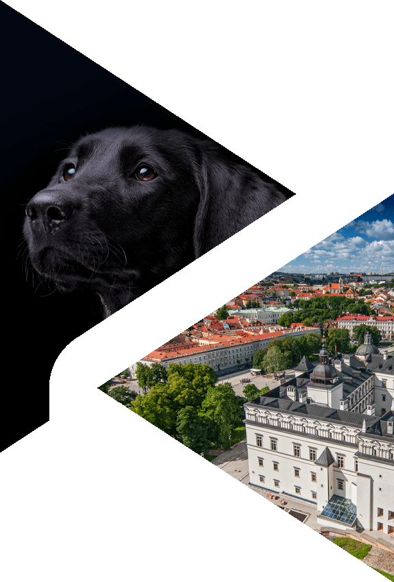 Dog and skyline